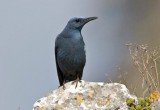 Blue-Rockthrush