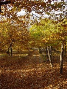 juzcar-chestnut-forest Chestnut Trees Juzcar