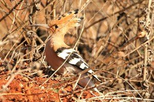 Hoopoe - Upupa Epops