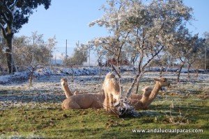 alpacas-near-ronda Andalucían Alpacas in the Snow