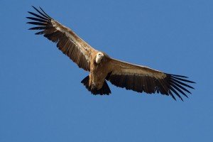 rondatoday-griffon-vulture Griffon Vulture Soaring