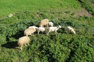 sheep-in-the-serrania-de-ronda Sheep and Goats were Stolen
