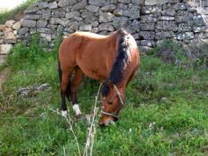 rondawalk-dehesa12 rondawalk-dehesa12