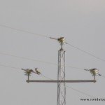 andaluciabirds01