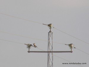 andaluciabirds01 andaluciabirds01