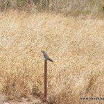andaluciabirds02