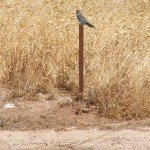 andaluciabirds03