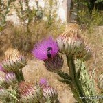 andaluciabirds04