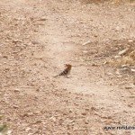 andaluciabirds05