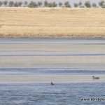 andaluciabirds06