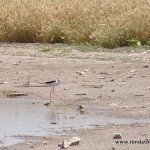 andaluciabirds07