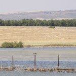 andaluciabirds08