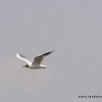 andaluciabirds09