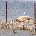 andaluciabirds10