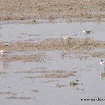 andaluciabirds11