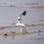 andaluciabirds12