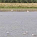 andaluciabirds15