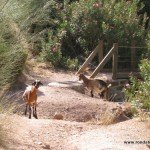 benaojan-jimeradelibar-walk02