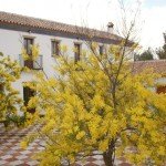 courtyard-cortijo-perla-blanca