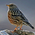 Alpine-accentor