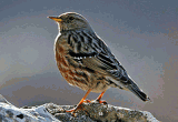 Alpine-accentor