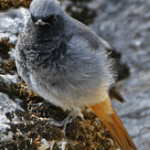 Autumn_black-redstart1