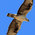 Bonelli's-Eagle3a