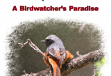 Birdwatchers Paradise