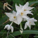Narcissus papyraceus