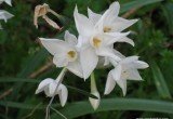 Narcissus papyraceus