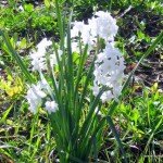 Narcissus papyraceus