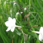 Narcissus papyraceus