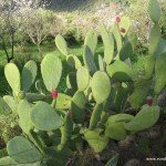 Prickly Pear