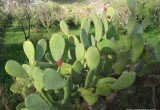 Prickly Pear