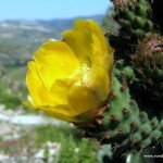 Prickly Pear