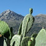 Prickly Pear