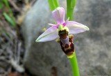 Woodcock Orchid