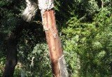 Cork Trees