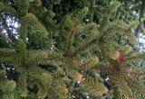Spanish Fir