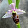 Beautiful Wild Flowers. Woodcock Orchid
