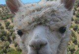 SeriouslyAlpacaCover
