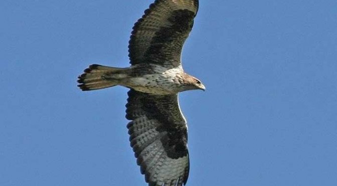 The Bonellis Eagle, Sierra de Grazalema
