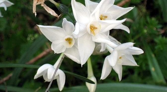 Paper White Narcissus (Narcissus papyraceus)