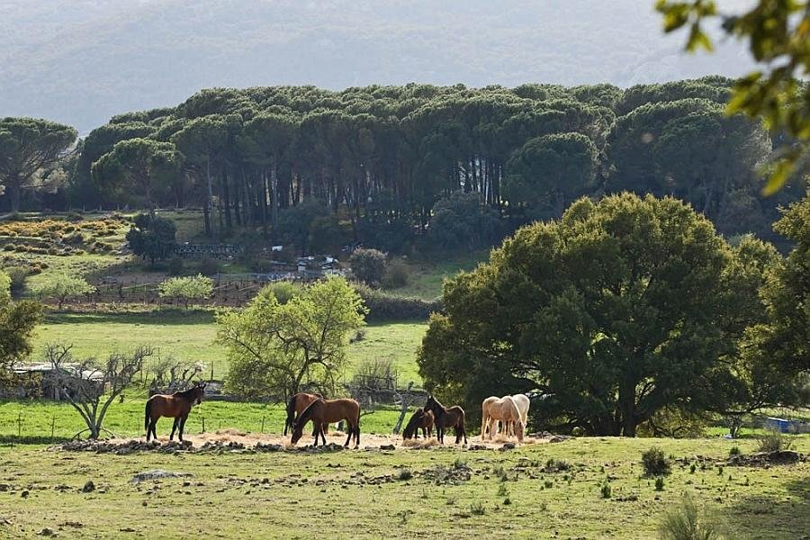 Tambor del LLano- Grazalema